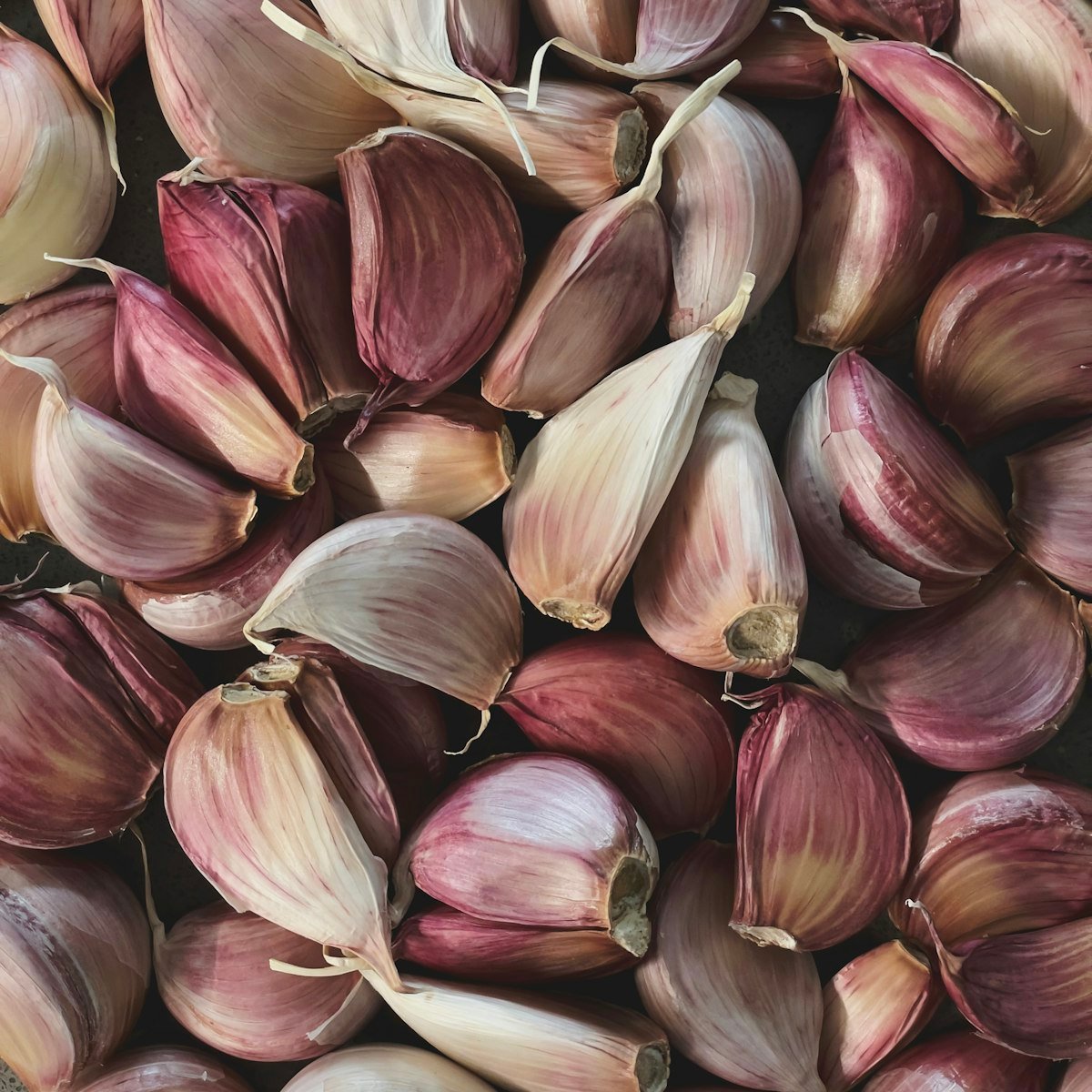 Purple and white garlic bulbs