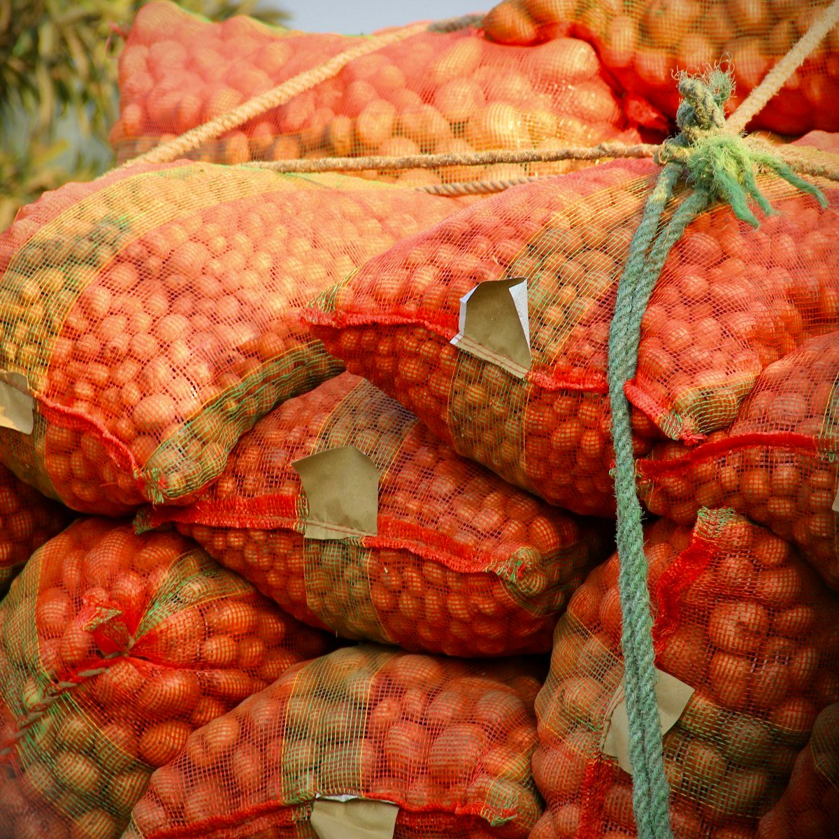 Sacks of potatoes tied for transport